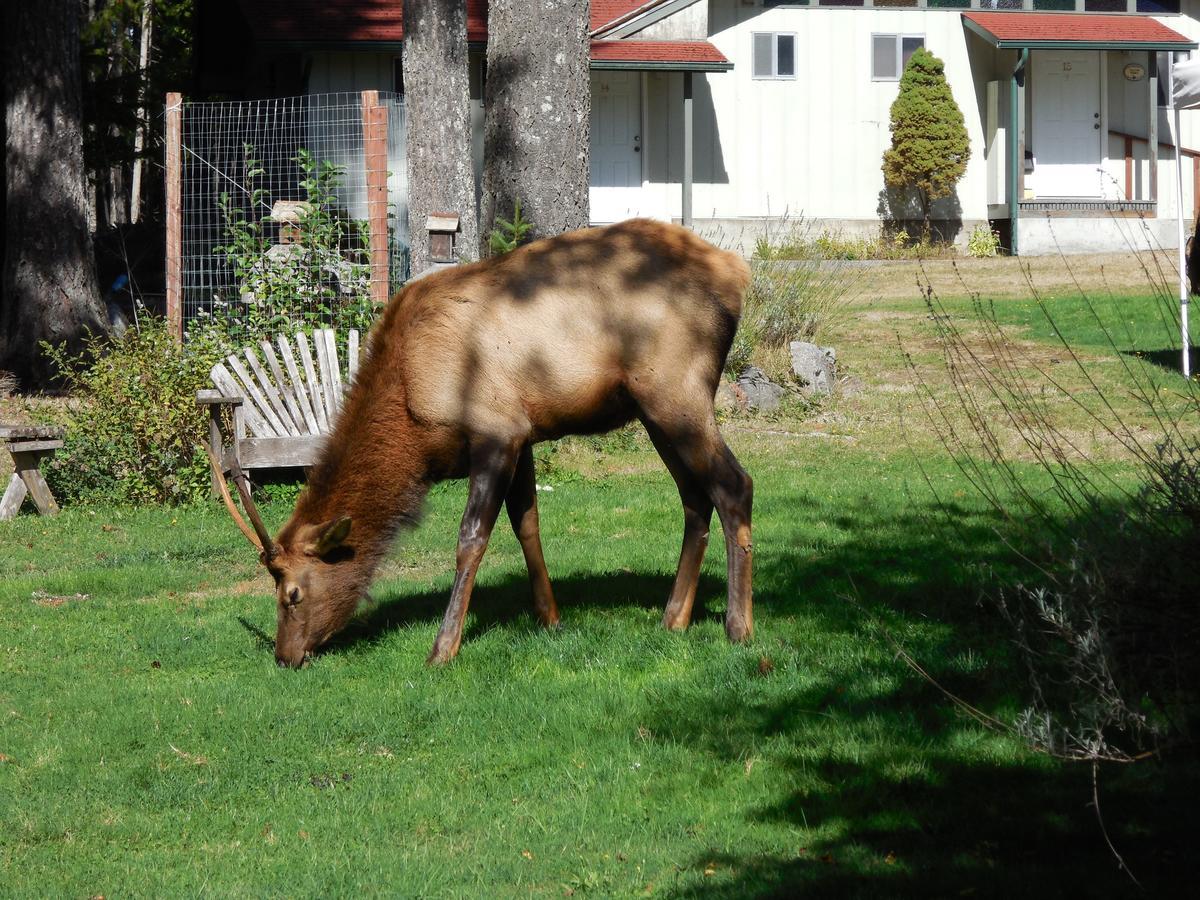 Mountain View Lodge - No Pets Allowed Packwood Exterior foto